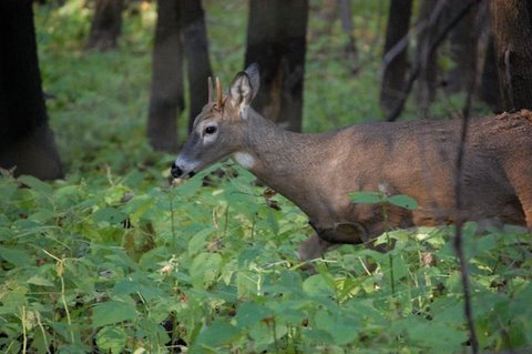 Whitetail Deer Hunting Strategies