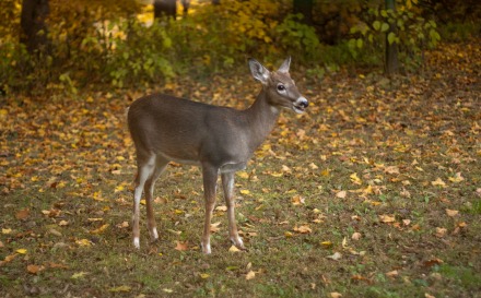 Whitetail Deer Fawn Fall