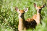 Whitetail Deer Fawn 8