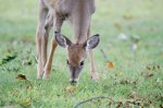 Whitetail Deer Fawns Fall 5