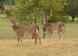 Typical Whitetail Bucks