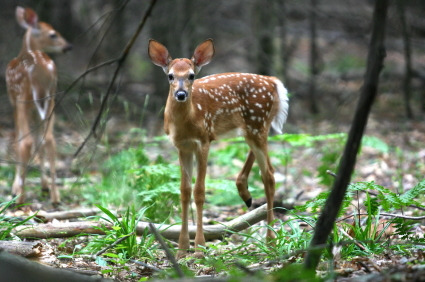 when do fawns lose their spots