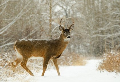 Typical Whitetail Buck Winter 2